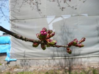 たくみの里の桜：まだツボミ