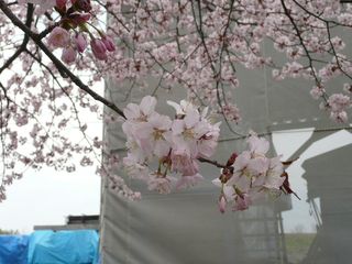 桜：110518